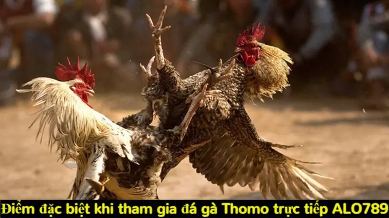 Điểm đặc biệt khi tham gia đá gà Thomo trực tiếp Alo789