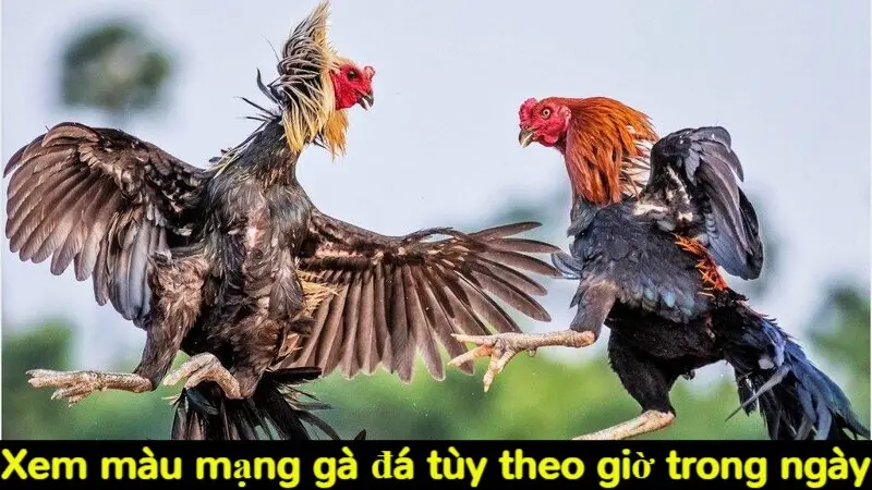 Xem màu mạng gà đá tùy theo giờ trong ngày