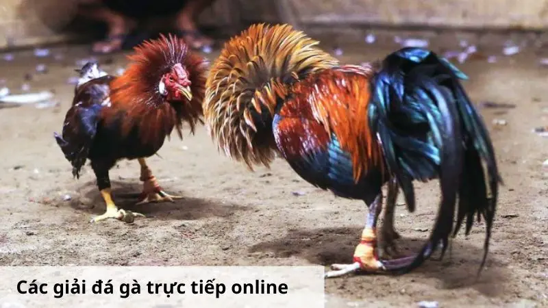 Các giải đá gà trực tiếp online tại nhà cái 