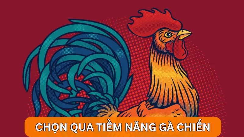 Chọn kèo cược gà thông qua phân tích tiềm năng gà chiến