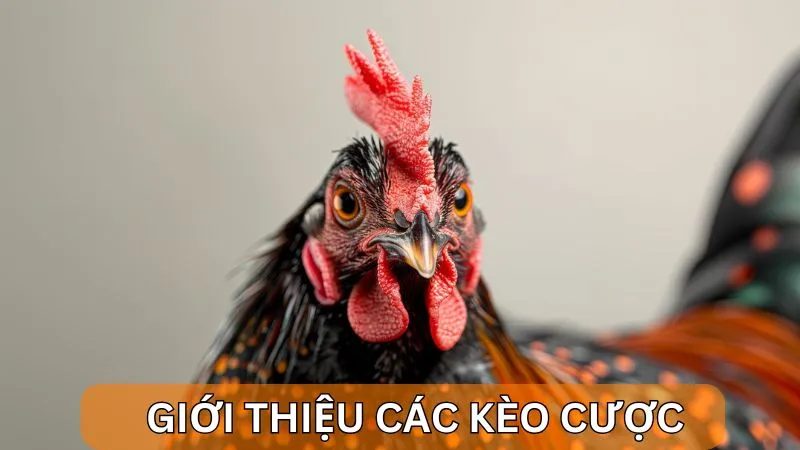 Giới thiệu các kèo cược có mặt tại Alo789