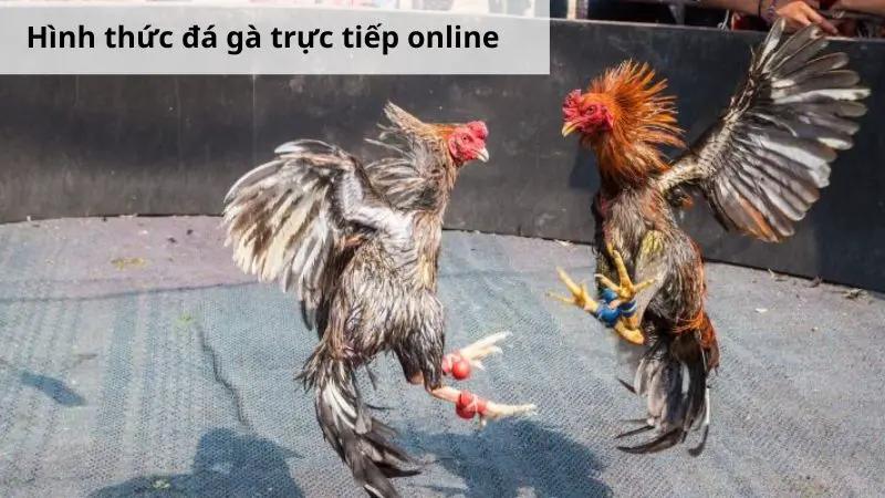 Hình thức đá gà trực tiếp online phổ biến