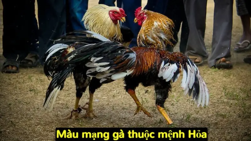 Màu mạng gà thuộc mệnh Hỏa