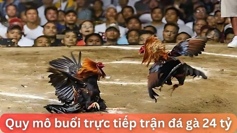 Quy mô buổi trực tiếp trận đá gà 24 tỷ