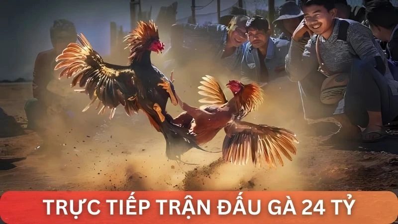 Tìm hiểu tổng quan buổi trực tiếp trận đá gà 24 tỷ cùng Alo789