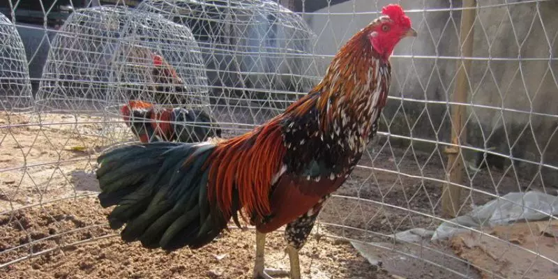 Cách Nuôi Gà Đá Chân Mạnh Đúng Kỹ Thuật & Hiệu Quả 100% 4 Những lưu ý quan trọng trong cách nuôi gà đá chân mạnh
