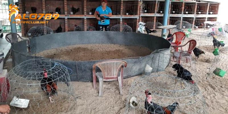Lịch Trình Huấn Luyện Gà Đá Chuẩn Từ Chuyên Gia Mới Nhất Năm 2026 4 Giai đoạn 2: Gà lên chuồng