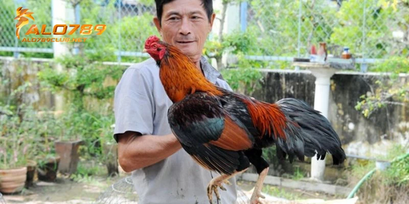 Lịch Trình Huấn Luyện Gà Đá Chuẩn Từ Chuyên Gia Mới Nhất Năm 2026 7 Giai đoạn 5: Đào tạo gà